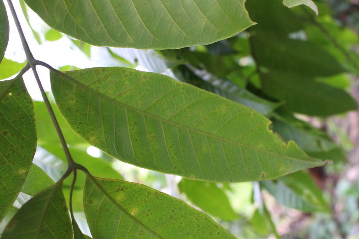 Aphanamixis polystachya (Wall.) R.Parker